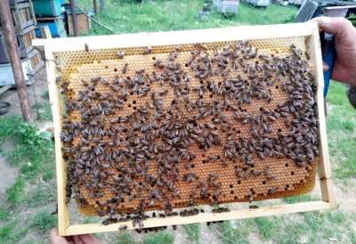 Пчелопакеты, пчелосемьи, матки