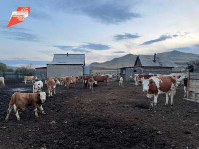 В Бурятии на поддержку семейных ферм будет направлено 60 млн рублей
